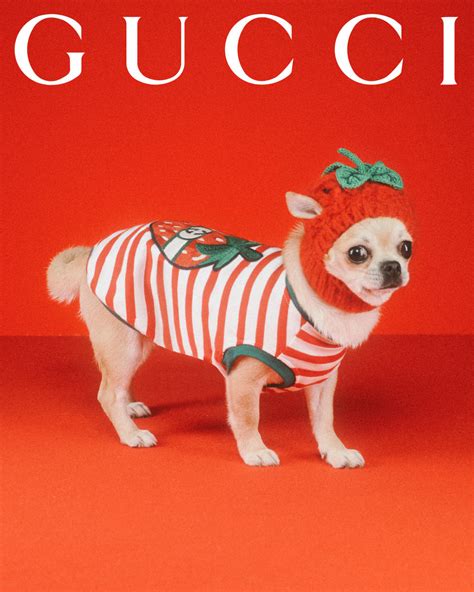 1op1 gucci pet|Gucci pet accessories.